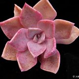 Graptoveria 'Douglas Hunt' JL4608 (hybr.)